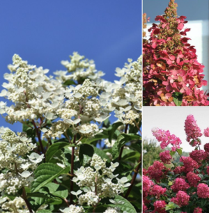 "Wim's Red" Hydrangea (aka "Fire and Ice")